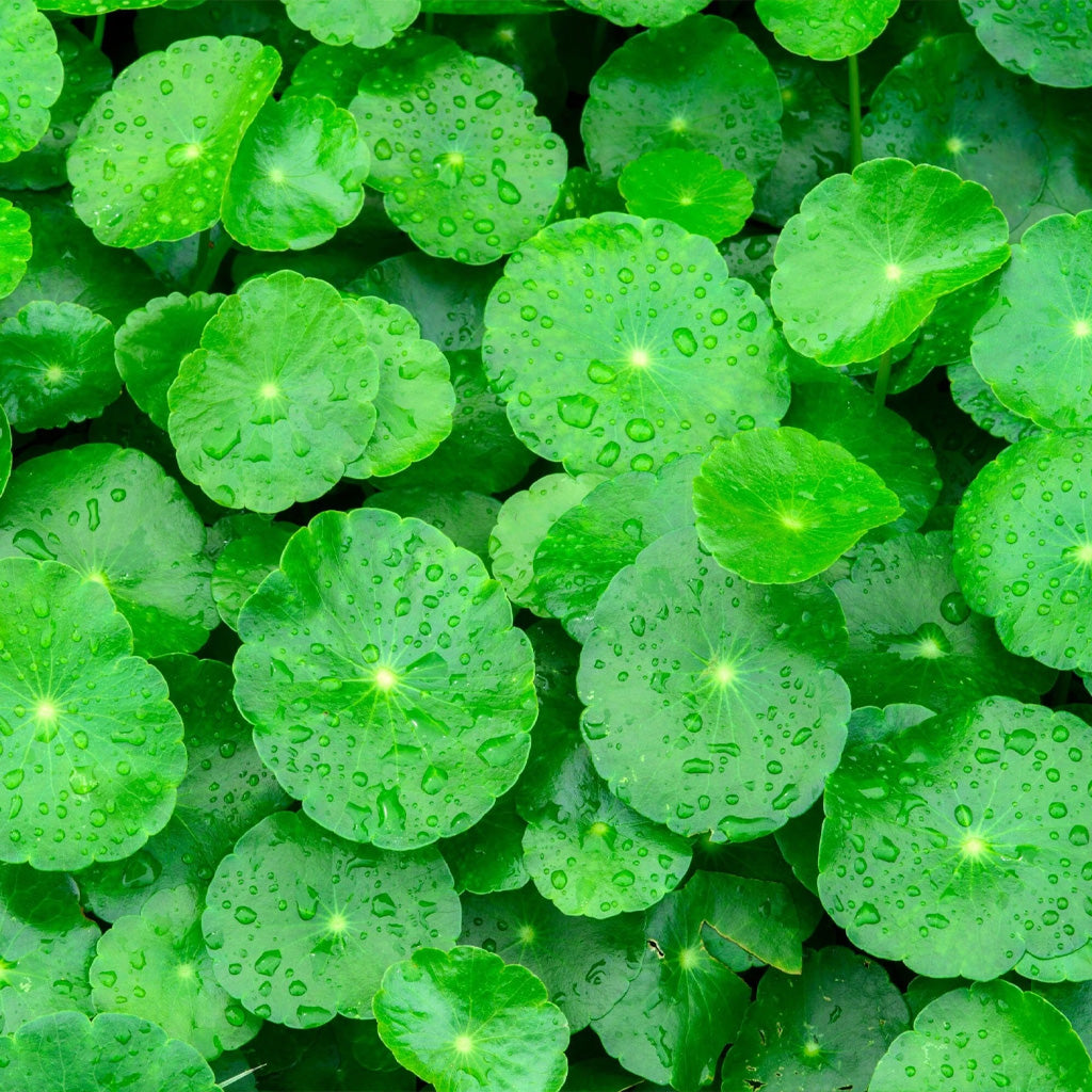 Centella asiatica, tiger grass